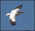 _8SB9822 american white pelican